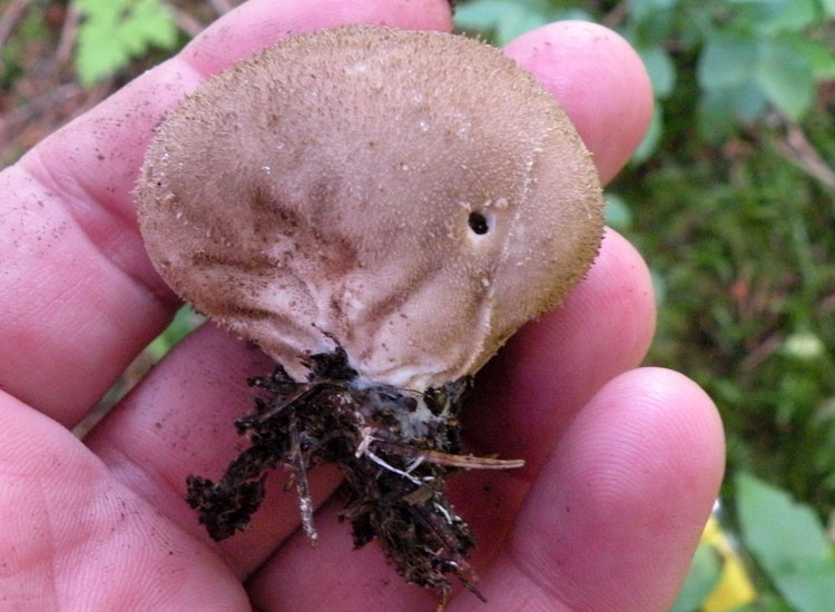 Lycoperdon dal Trentino